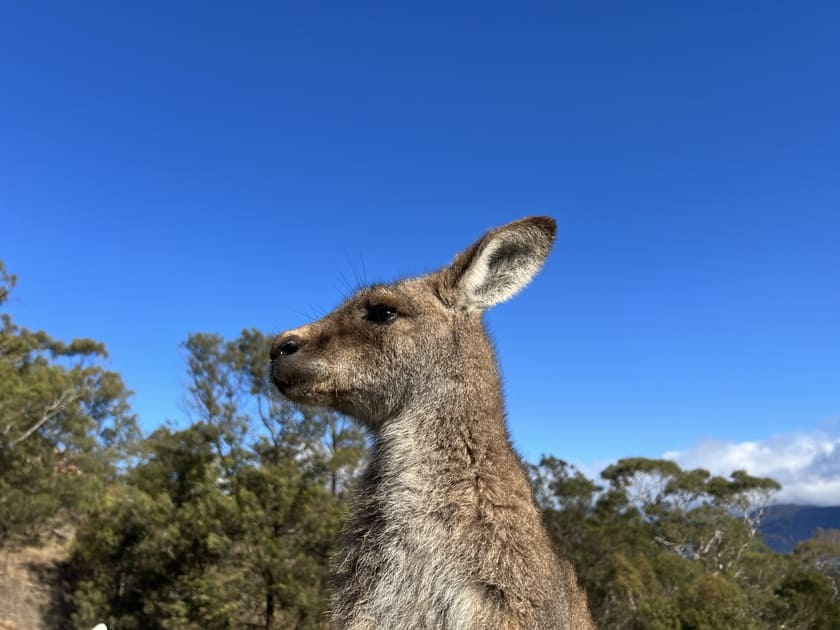 カンガルー