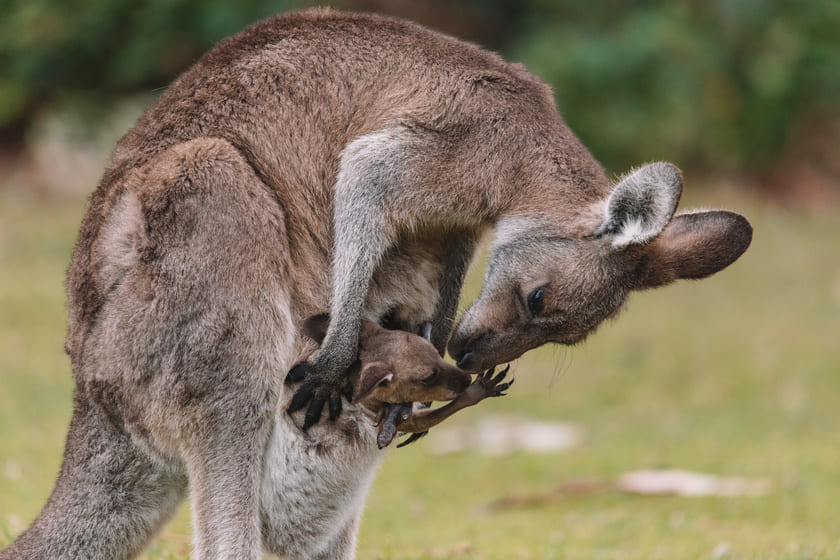 本物のカンガルー