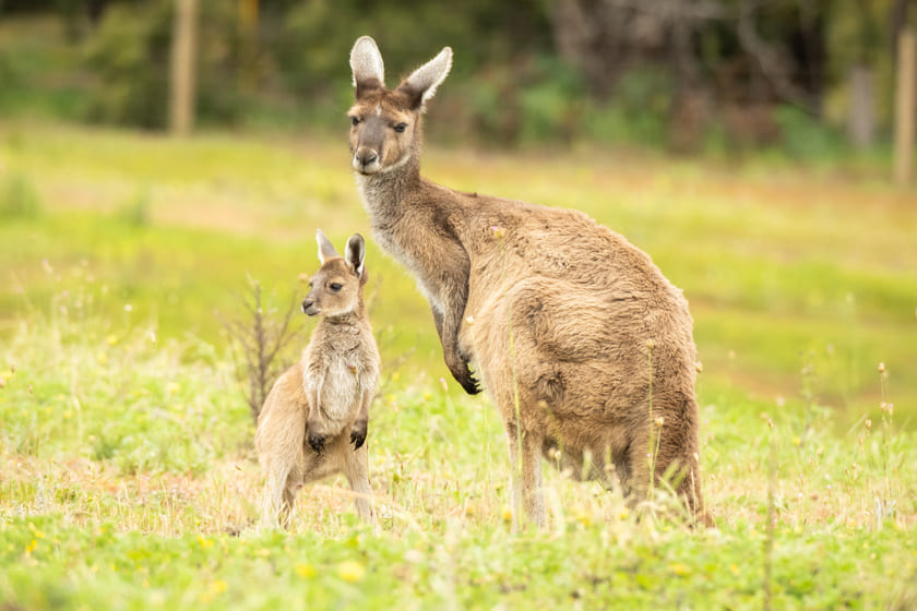 カンガルー