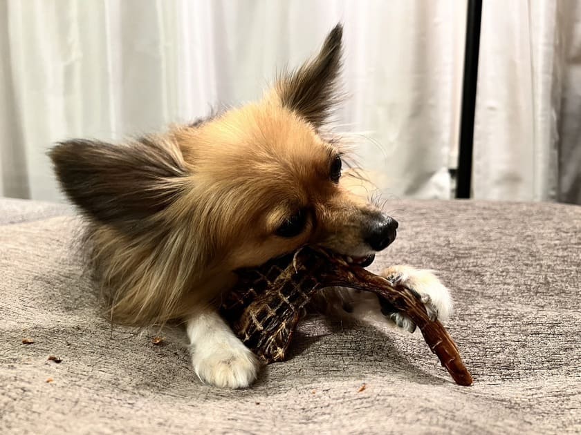 カンガルーアキレスを食べるポノ