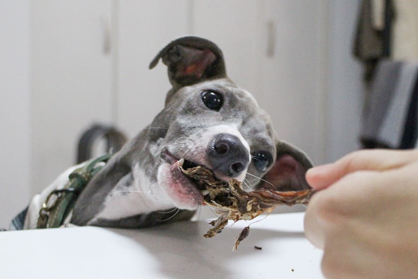 カンガルーアキレスを食べるオリ