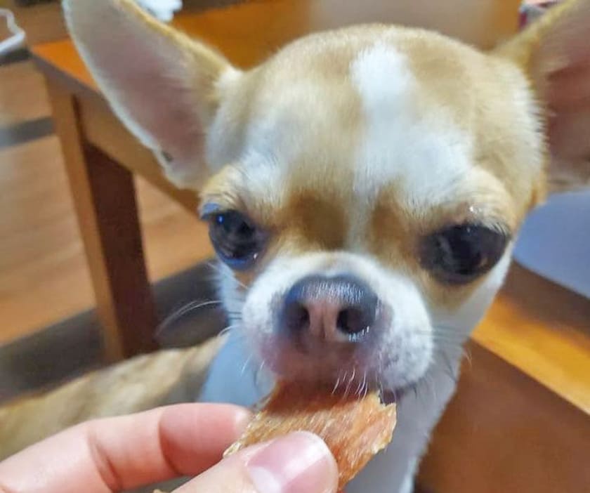 但馬鶏スライスを食べるこつぶちゃん