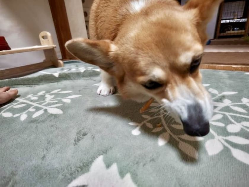 おやつを食べるるこちゃん