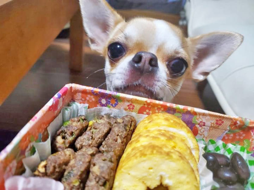 おせちを食べるこつぶちゃん