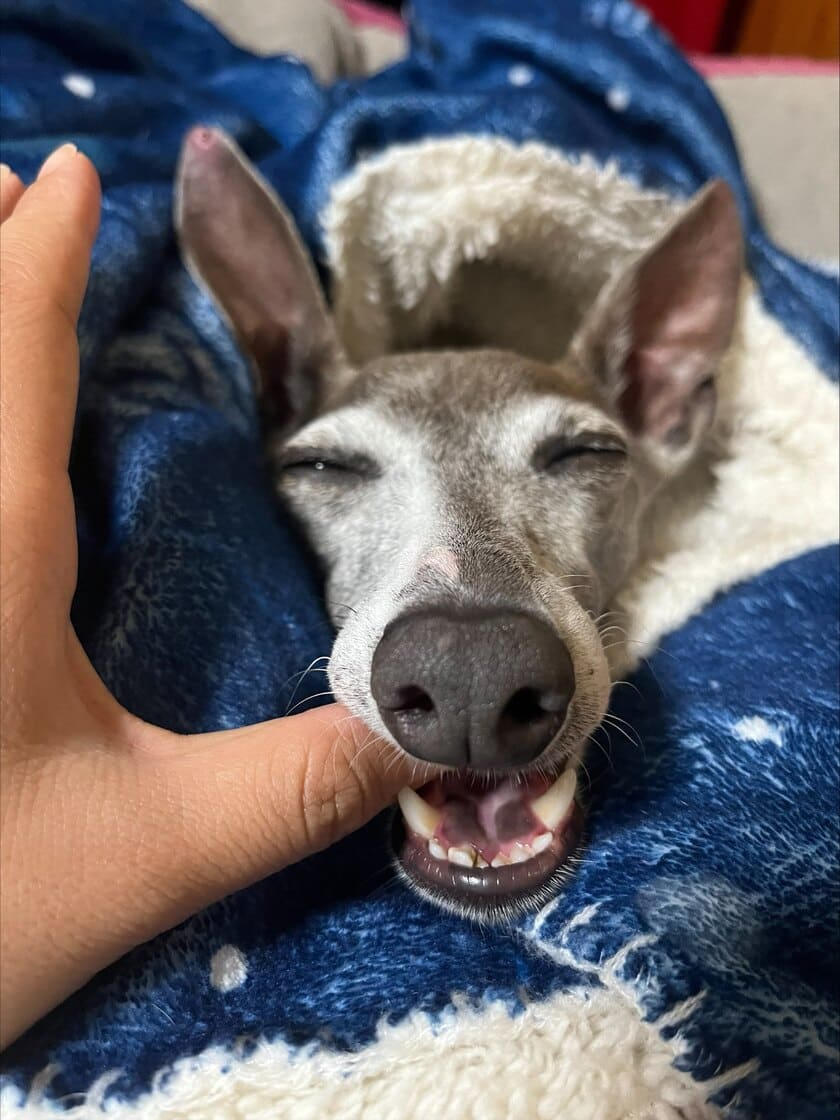 寝ぼけながら甘噛みするスタッフ犬ジュレ