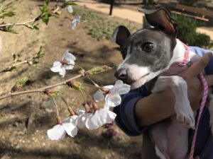 ワンちゃんの花粉症