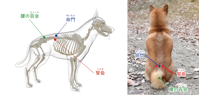 温活に効くツボ