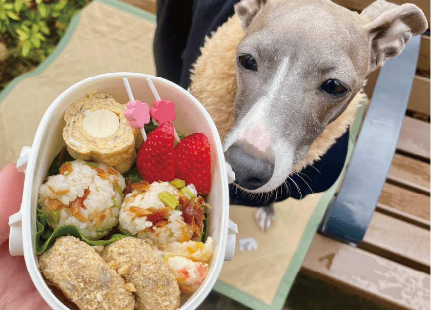 愛犬用お花見弁当