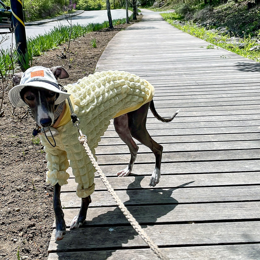 八ヶ岳にきたスタッフ犬オリ