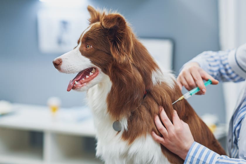 狂犬病注射をする犬
