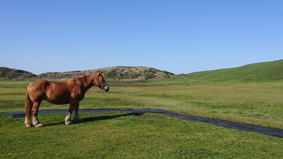 草原にいる馬の画像
