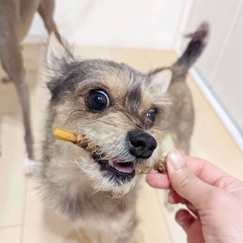 馬肉巻き背筋スティックを食べるコムギ