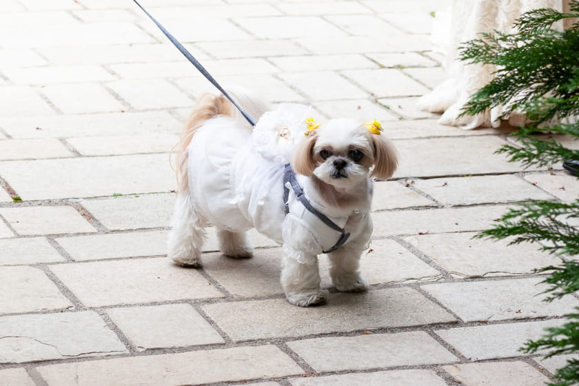 こなつちゃん